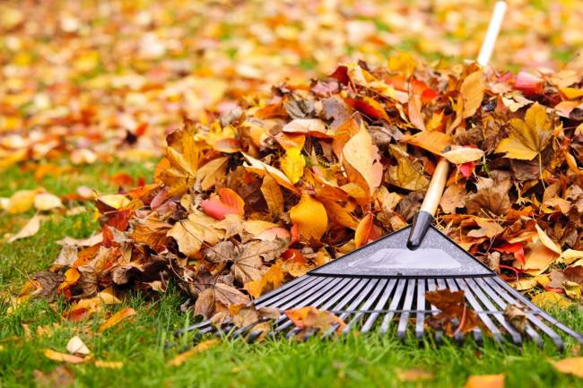 Our Must Have Fall Yard Clean Up Tips