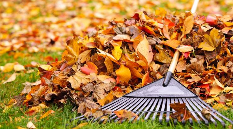 Our Must Have Fall Yard Clean Up Tips